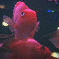 comingsoon (@plamailuek) 's Twitter Profile