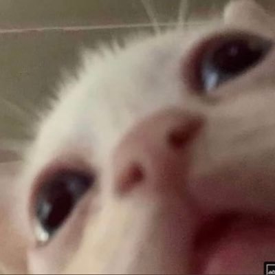 torreishmalu's profile picture. busóloga