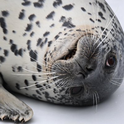 That one silly seal with the eyes👀 //Pfp from @yomoyomoyomogi0, banner from @kogotoaza0319//DM for removal of your work あなたの作品を削除するために私にメッセージを送ってください