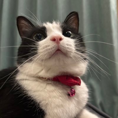 BIBIKo 🇯🇵猫垢です。 猫ちゃん大好き! 無言フォローすみません。 ❤️ #ハチワレは世界を救う協会 😝会員番号78 #ワレンジャー ホワイト 2018年の年末にウチにやってきてくれたビビコです