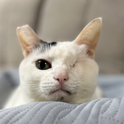 2023.3.17車に轢かれた野良猫を保護。眼球突出、顎脱臼、後ろ足裂傷、死産。色々な苦難を乗り越えて生きています。