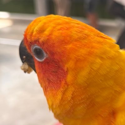 fargushhh's profile picture. ハシビロコウ可愛いんだよな