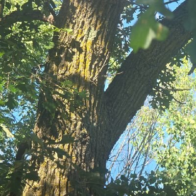 AdrianChaffee's profile picture. 