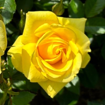 nkazu16's profile picture. キスマイ皆んな好きだけど、たまちゃん担です💛かなりのオババですが、仲良くして頂いたら嬉しいです😊近くに、キスマイファンが、いないので、1人で、オタ活してます。一緒にしてくれる仲間が、居たら嬉しいです。よろしくお願いします😊 あと、韓国ドラマも、好きで、イジュンギのファンです。
