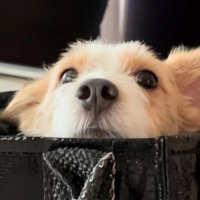 Litchiicake's profile picture. R🥇