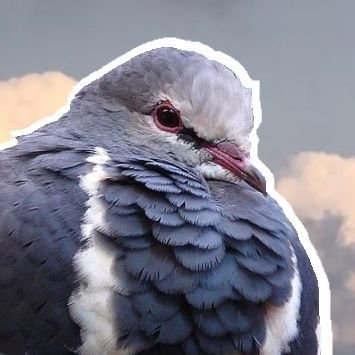 screech/pigeon • 6TEEN • pigeon+vernid alterbeing ITA • inkqueer 🌈🦑 • physical nonhuman/holothere • they/it/hy • strawpage for dnf