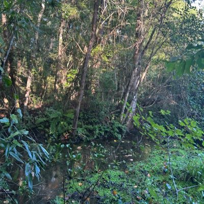 NtheWoodsWalkin's profile picture. 