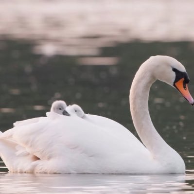 sweetashyt's profile picture. 