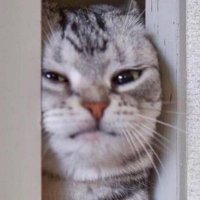 nates (@satanbless_u) 's Twitter Profile