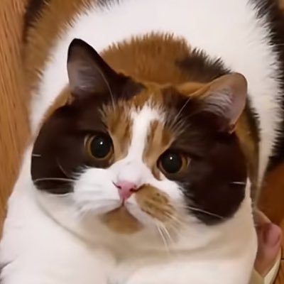 Mochiさんのプロフィール画像
