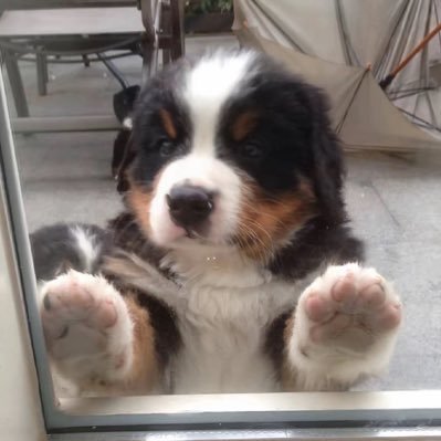 kk7670848830019's profile picture. cn纽扣/扣子 很伯恩山的伯恩山 主坑1999 gbc 十分杂食 雷点很少/⚠️futa要素⚠️可能会ooc/会发一些🔞 /English👍Chinese👍