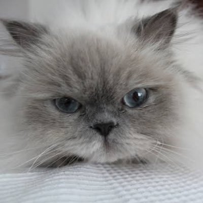 chjxf_yy's profile picture. 