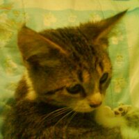 Irma Ávila (@irmavila) 's Twitter Profile