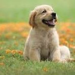 RanaDon24's profile picture. i love my doge