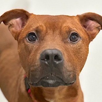 #CA #NYC #voice 4 the voiceless. We #NETWORK/#COORDINATE & #rescue #animals on their last 24 hours at US shelters. Please DM if you can #FOSTER or #ADOPT