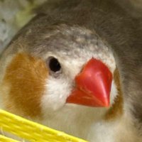 Ali (@letsfcrypto) 's Twitter Profile