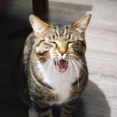 Vidarlas's profile picture. 