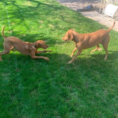 Mom of two humans and two Vizslas. I’m here to sing a new song 🎶