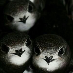Adalid carpetovetónico ¿Mis ojos? T50 | ¿Mi sangre? Con microplásticos.
Todos los pájaros son aves, pero no todas las aves son pájaros