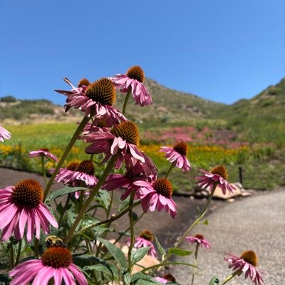 niaferro's profile picture. 