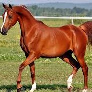 _carlyrhode's profile picture. Still waiting for Hogwarts letter