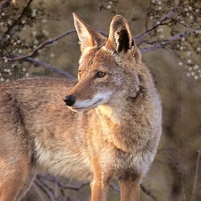 saffronvertolet's profile picture. helicopters are cool