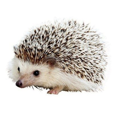 CarltheHedgie's profile picture. 🦔💎 Meet Carl, the cutest hedgehog in crypto!
650+ holders
📲 Join the fam, visit our website 👇🏻