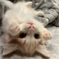 jyp ྀི (@jiayipip) 's Twitter Profile