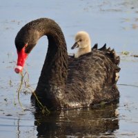 black swan bird of shtwt (@n4m3c4ntb3b14nk) 's Twitter Profile