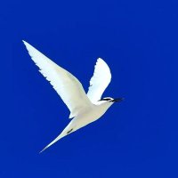 Trinity (@trinity_xv) 's Twitter Profile Photo