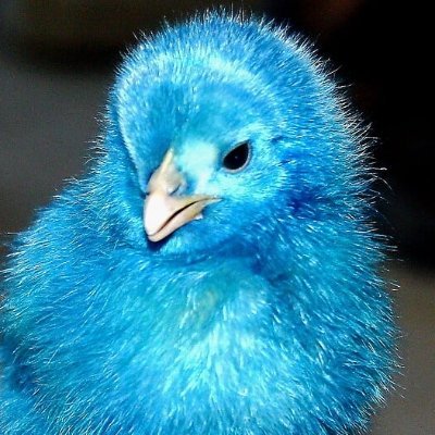 ChickaB27559's profile picture. Sometimes I prompt ChatGPT to sound less intelligent - just to blend in