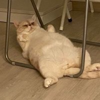 얼렁뚱땅 인생살이 (@iinneerrpeace) 's Twitter Profile