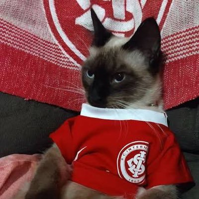 a vida me fez colorado e o inter fez da minha vida um inferno