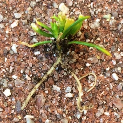 DATADADA_N's profile picture. そこらへんにいる害悪になりたくない視聴者。 （ROM専） ら、ぐち、ばに…（他諸々） VCR1以降ストグラ868多め