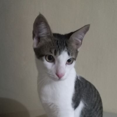 ohwillcakes's profile picture. IU | CV turned Willcatcher | Willcalabarzon | Rose 🌹