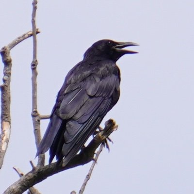 cognac_air's profile picture. 日本人です。
たまに撮った航空機の写真を垂れ流してます。
カラスは可愛いと思いませんか？

GeoFsでAIS1697でやってます