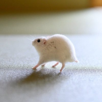 hum4ncyst's profile picture. she/her