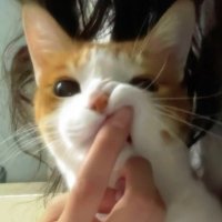 Ray (@rayfansonly) 's Twitter Profile Photo Ray (@rayfansonly) 's Twitter Profile Photo
