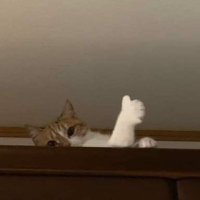 わた (@w_t_oo) 's Twitter Profile