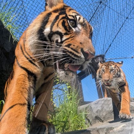 中部地方の園館多め 食肉目、霊長類、有蹄類好き 東山動植物園は最推し! 写真の無断転載はお断り Instagram➡https://t.co/Ka8TngZMcJ