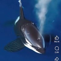 killer whale (@nguynvietmanh) 's Twitter Profile