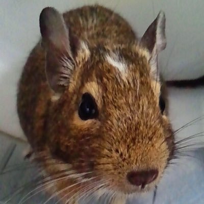 tosh33334490's profile picture. 