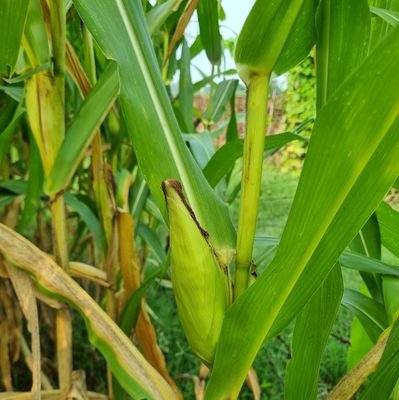 Saraptahan's profile picture. MAI To Apne Mai khush hon 🤗🤗