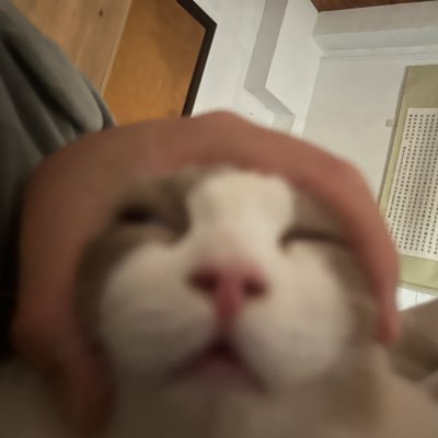 Sh1erChan's profile picture. 