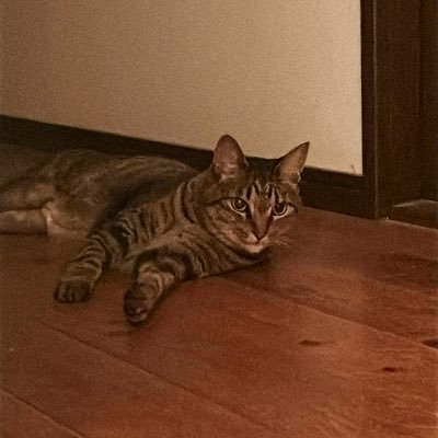 hotokedako's profile picture. お笑いの専用垢作った！！