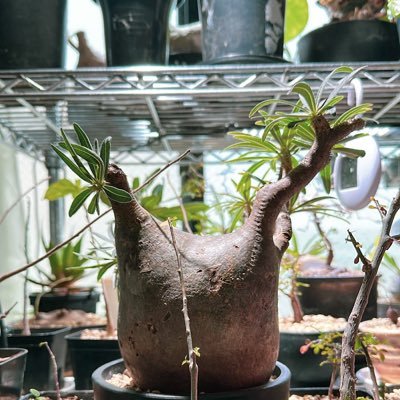 完全に趣味のアカウント。 主に塊根植物とグラビアアイドルの事を投稿します😊それでも大丈夫な方のみフォローして頂ければと思います🪴👙
