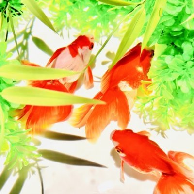 東京/自宅で本指と週1女風ユーザー/30代/かたぎの仕事をしています/ビッグスリーやっときゃ問題ない/定期的にポストとリプを消したり鍵してます/男もすなる性風俗といふものを、女もしてみむとてするなり