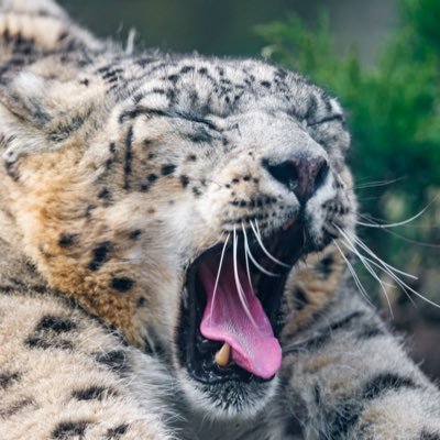 yawningpard's profile picture. 