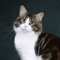 夜貓備用備用 🟩⬜⬛ (@nachtkatze03) 's Twitter Profile Photo