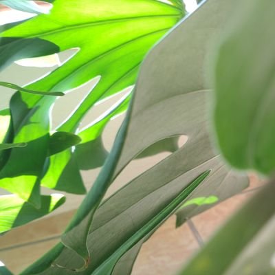 カザノさんのプロフィール画像